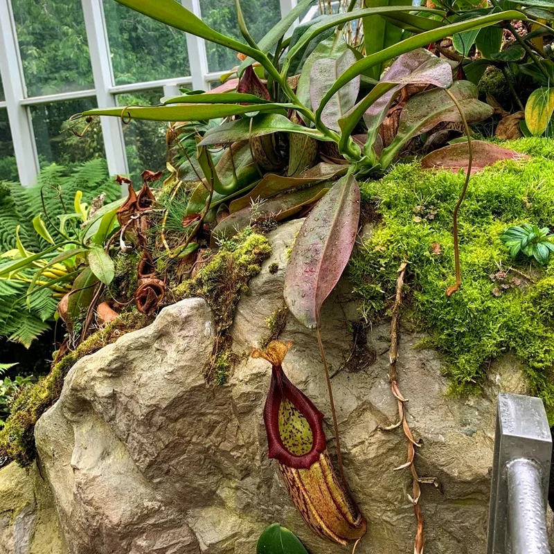 Nepenthes Miranda