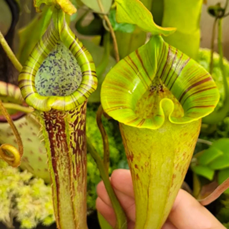 Nepenthes Platychila