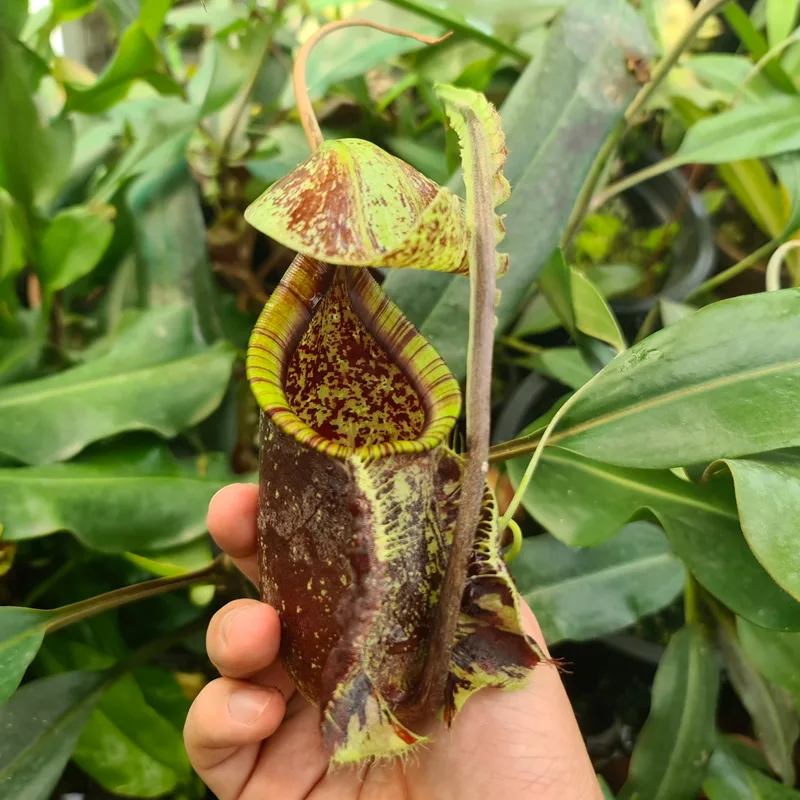 Plant FAQs Nepenthes Rafflesiana