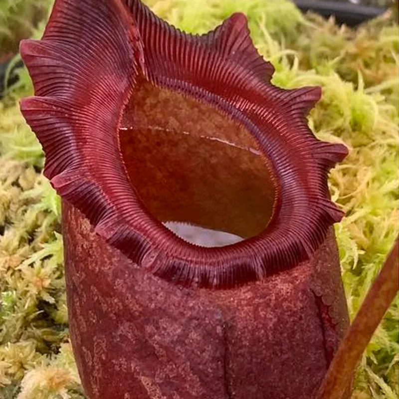 Plant FAQs Nepenthes Rajah