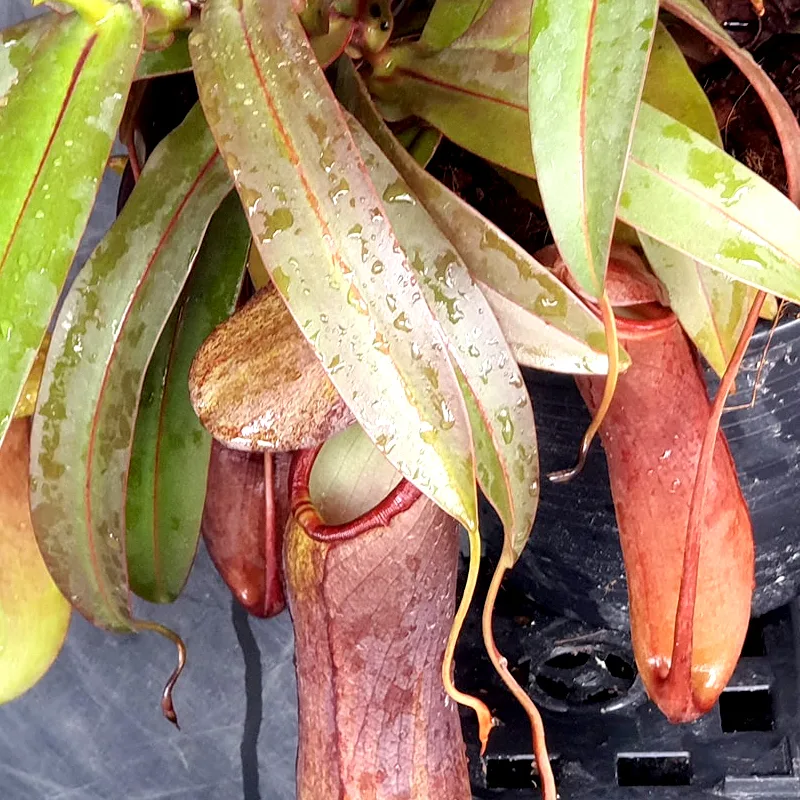 Nepenthes Rebecca Soper