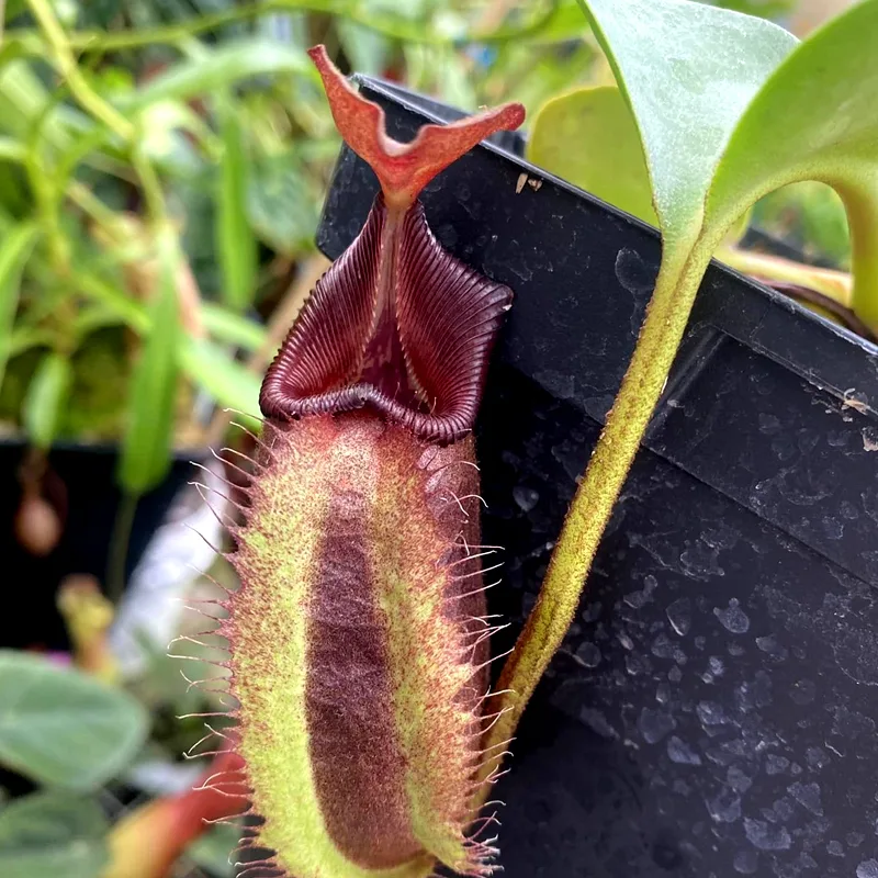 Nepenthes Robcantleyi