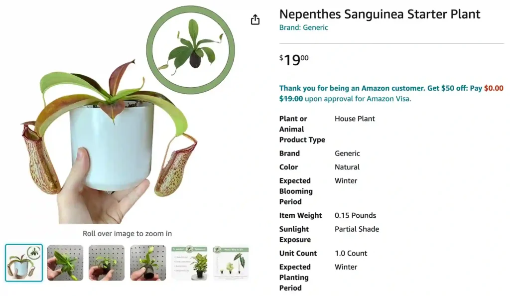 Nepenthes Sanguinea | Monsteraholic