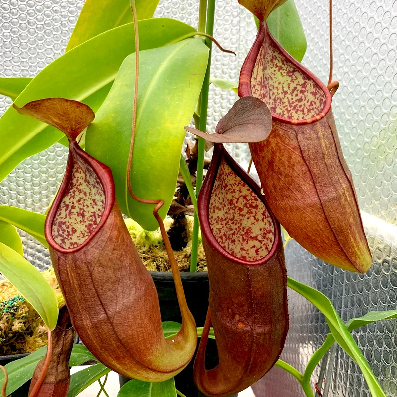 Nepenthes Sanguinea