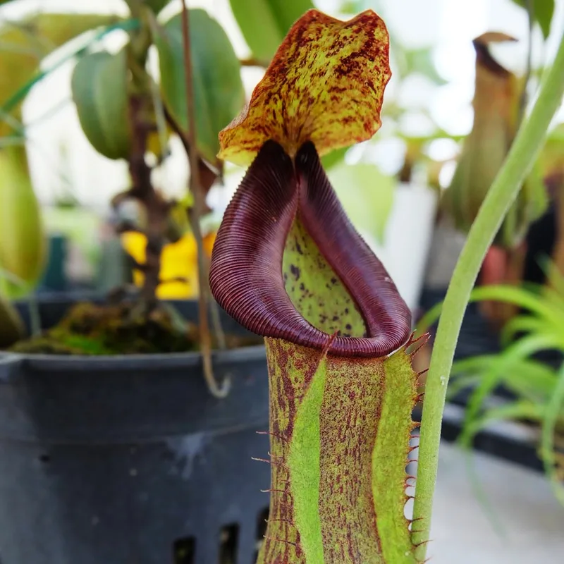 Nepenthes Spathulata