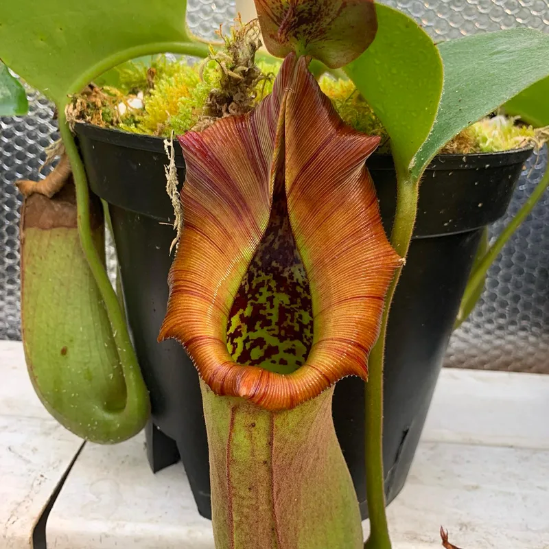 Nepenthes Truncata