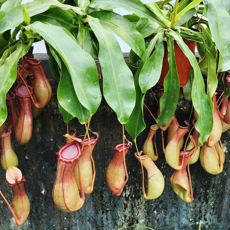 Nepenthes Ventrata