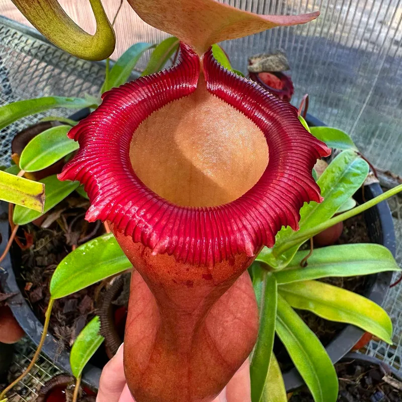 Nepenthes Ventricosa