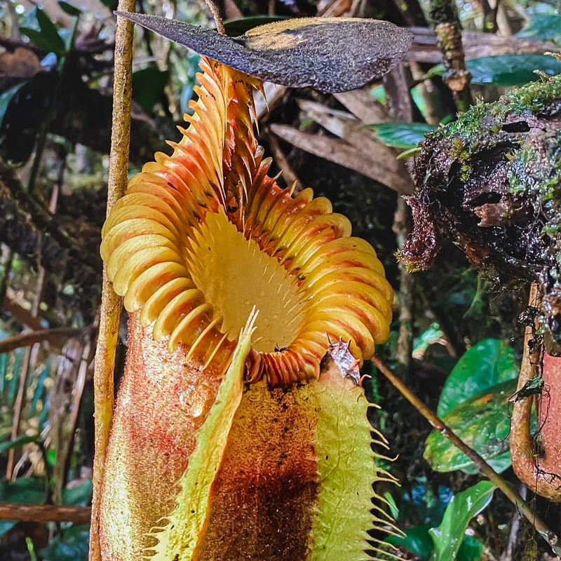 Nepenthes Villosa