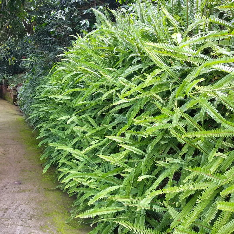 Nephrolepis Cordifolia