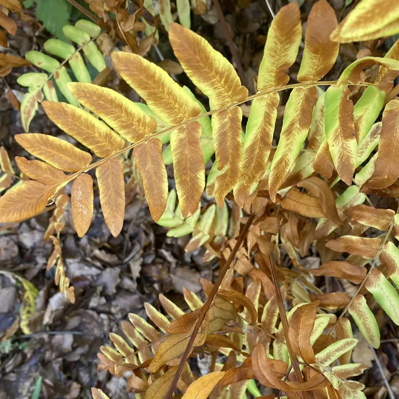 Osmunda Regalis