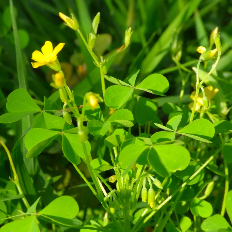 Oxalis Dillenii