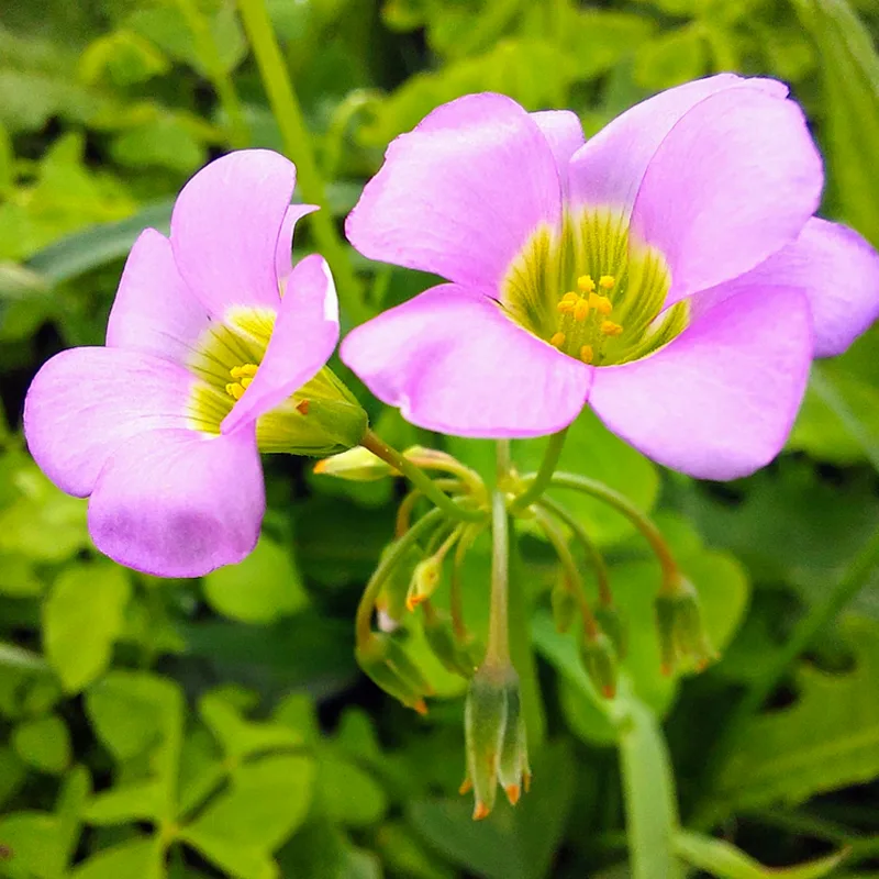 Oxalis Latifolia