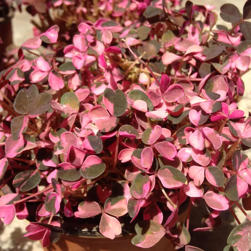 Oxalis Plum Crazy