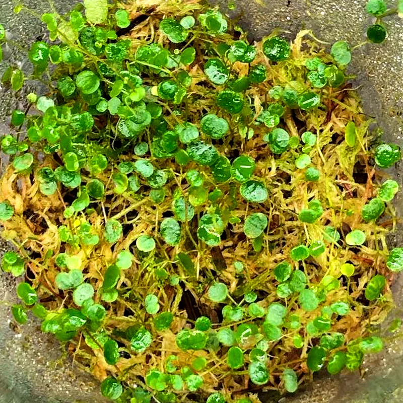 Peperomia Emarginella