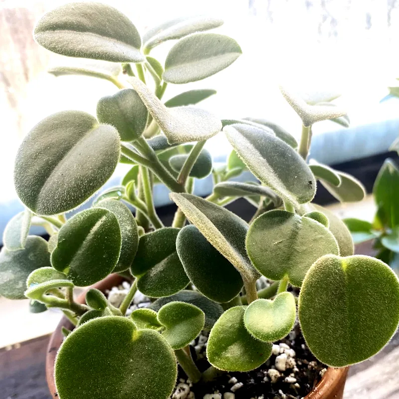 Peperomia Incana