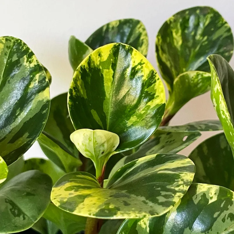 Peperomia Marble