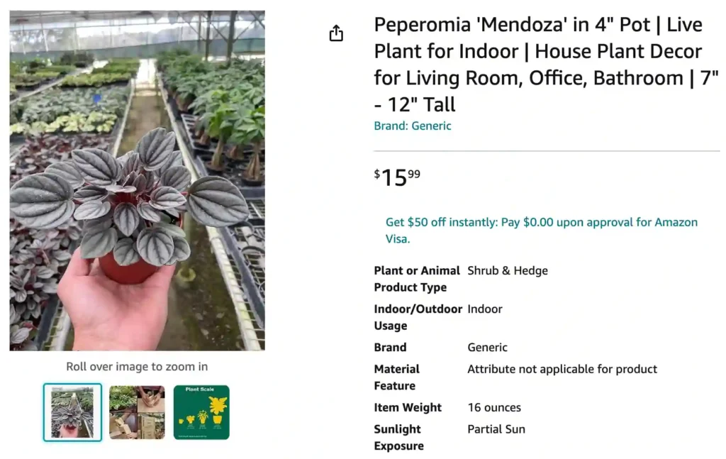 Peperomia Mendoza | Monsteraholic