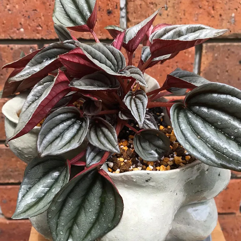 Peperomia Mendoza