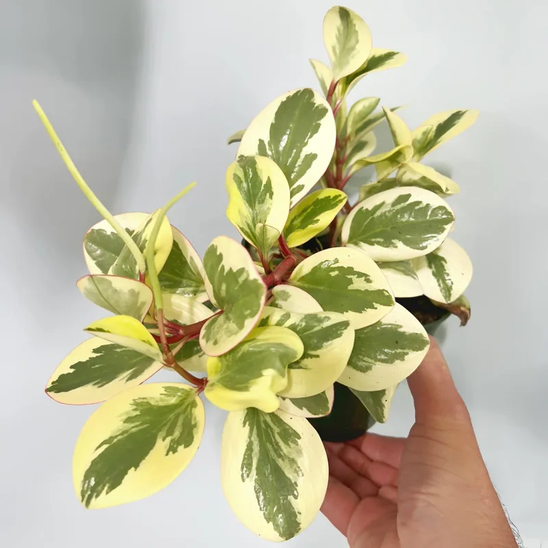 Peperomia Obtusifolia Variegata