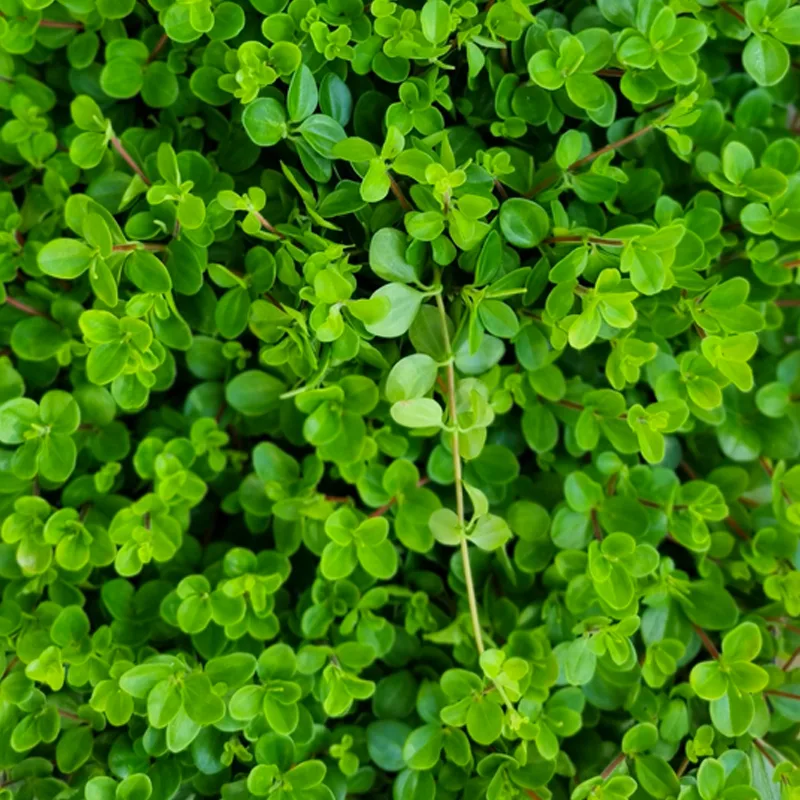 Peperomia Rotundifolia