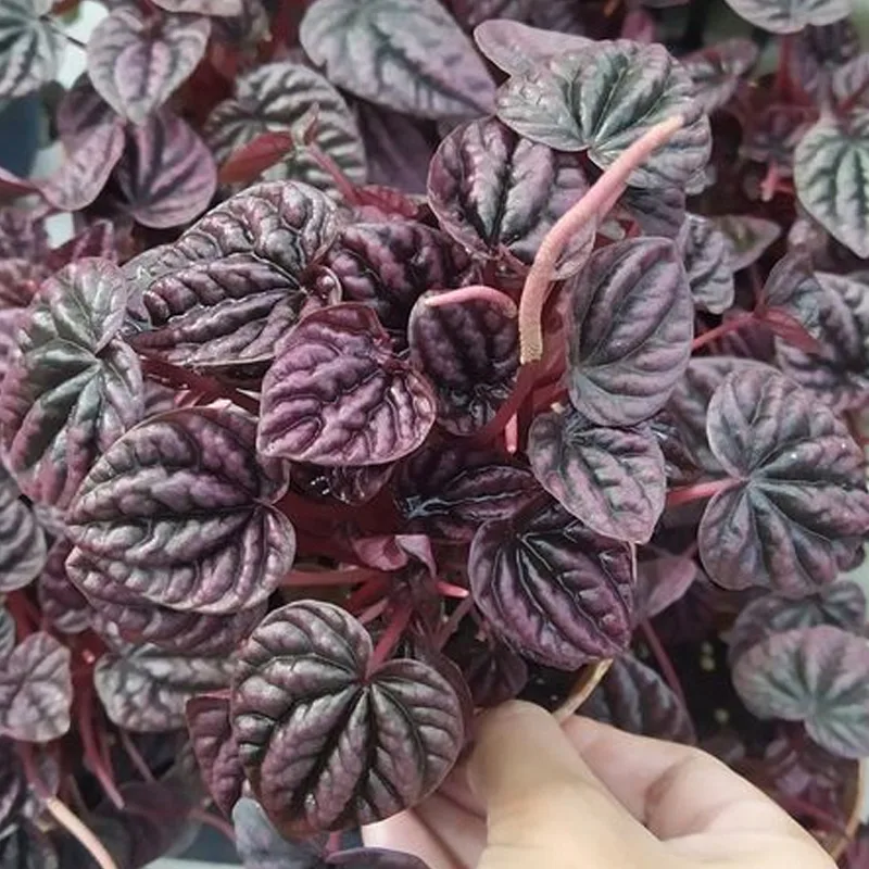 Peperomia Schumi Red