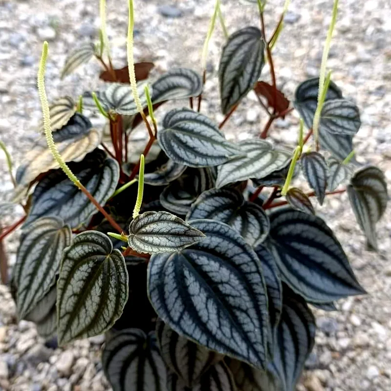 Peperomia Turboensis