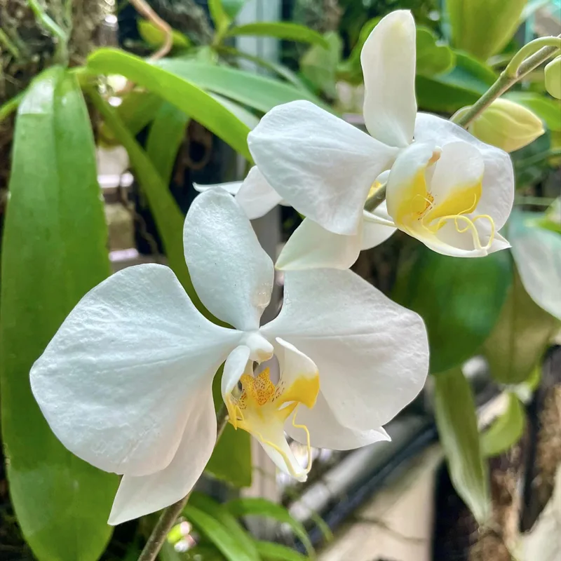 Phalaenopsis Amabilis