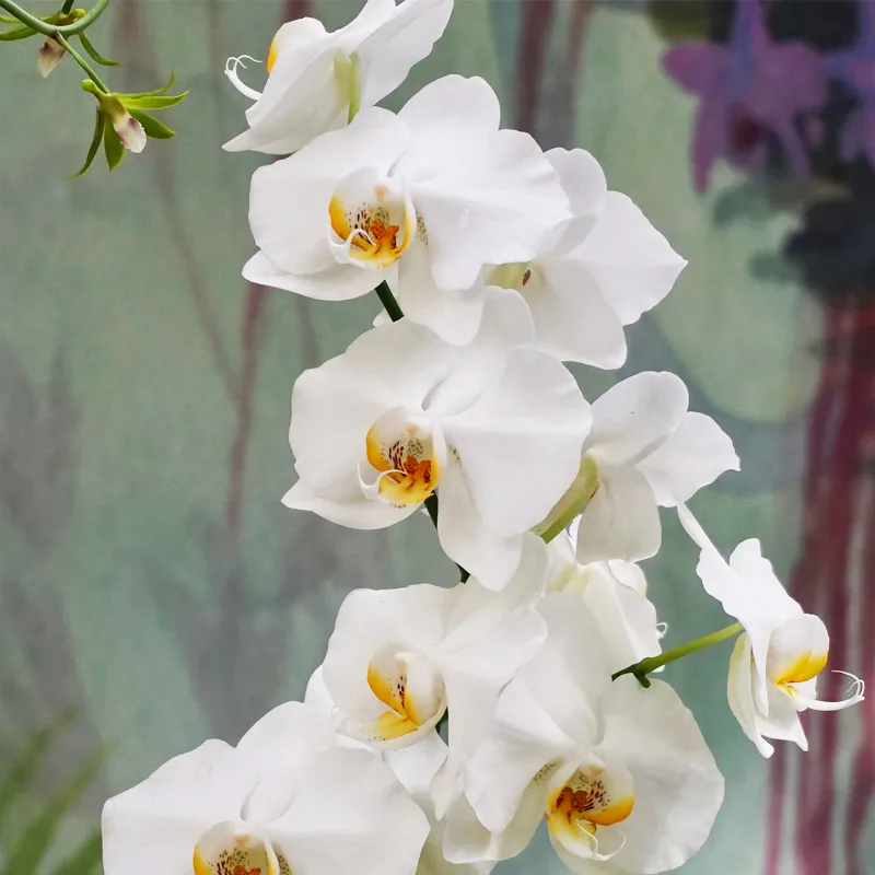 Phalaenopsis Aphrodite