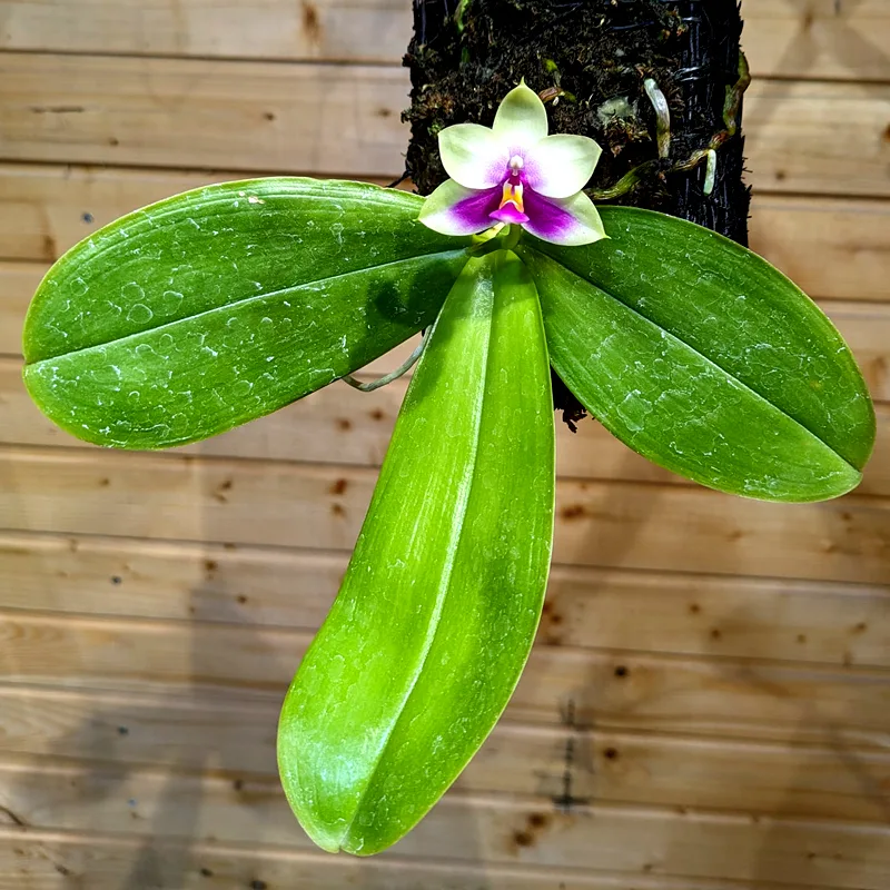 Phalaenopsis Bellina