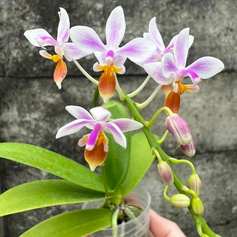 Phalaenopsis Equestris