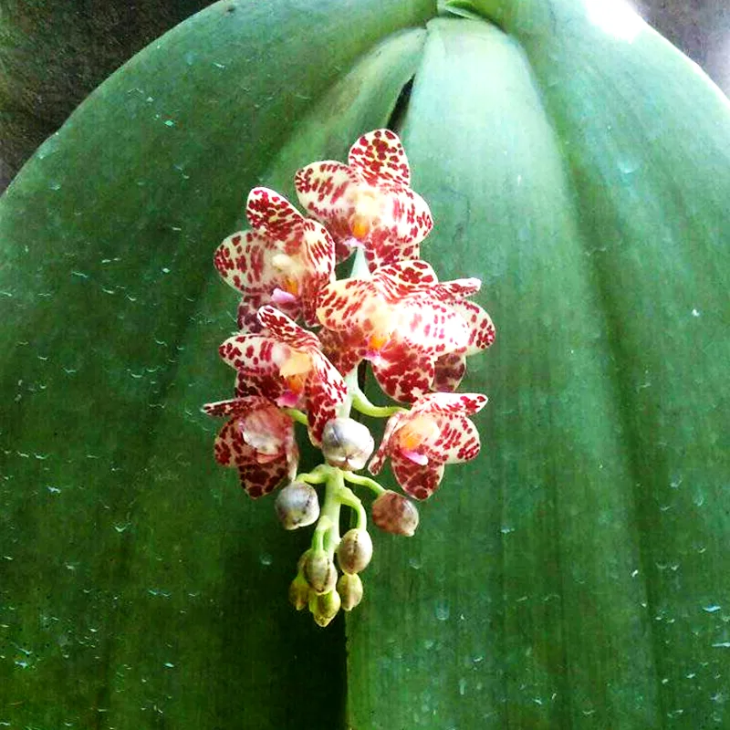 Phalaenopsis Gigantea