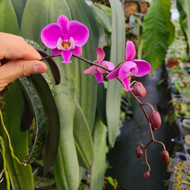 Phalaenopsis Schilleriana