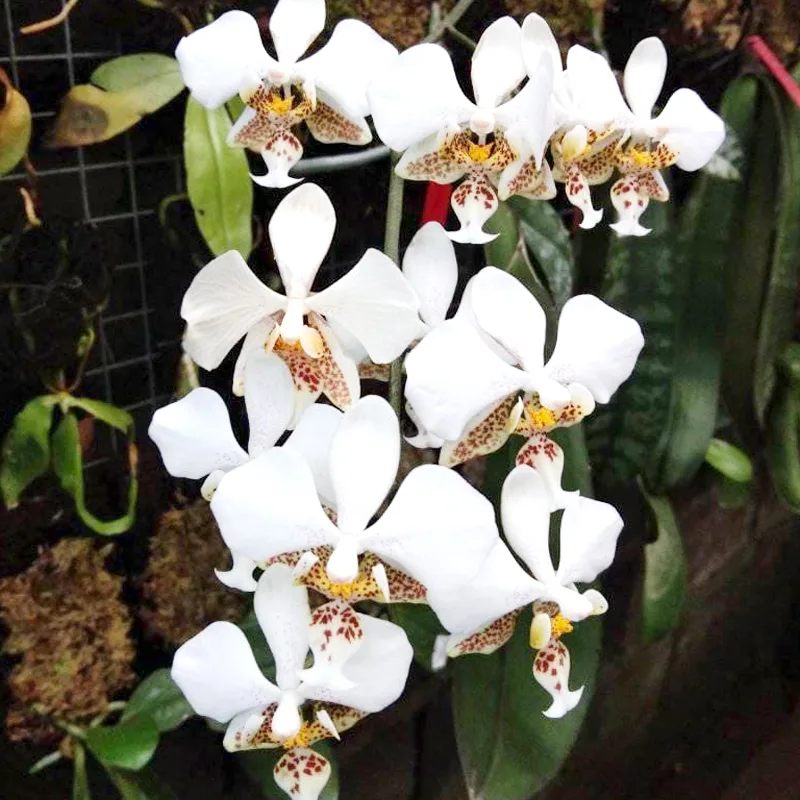 Phalaenopsis Stuartiana