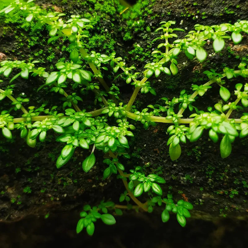 Pilea Microphylla