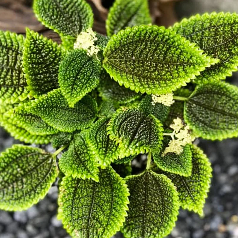 Pilea Mollis