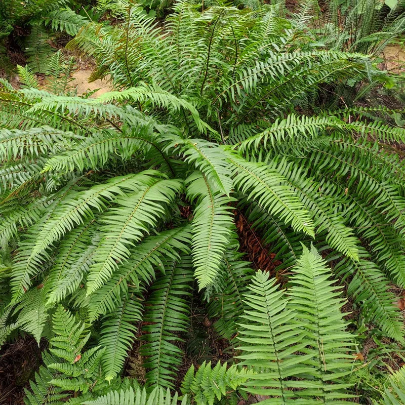 Polystichum Munitum