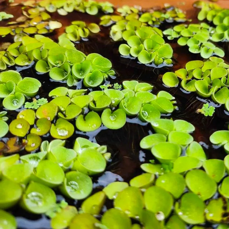 Salvinia Cucullata