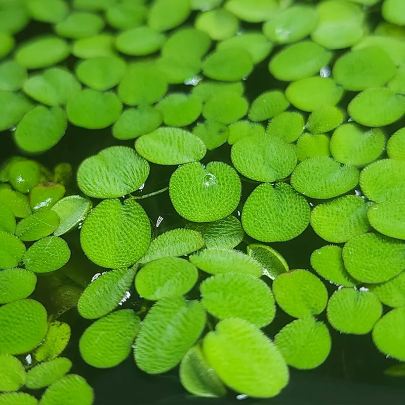 Salvinia Minima