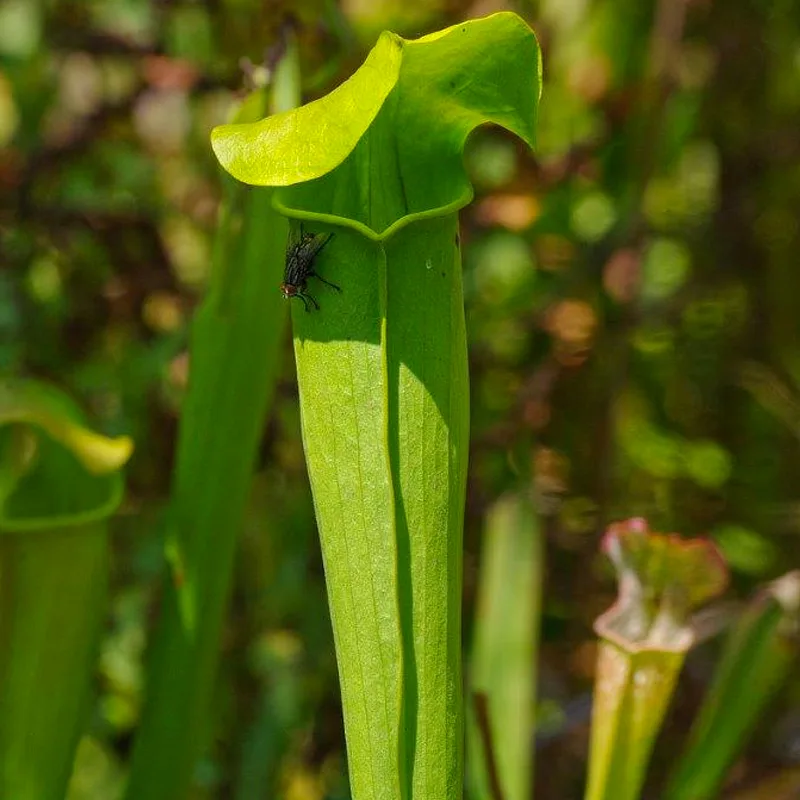 Sarracenia Alata