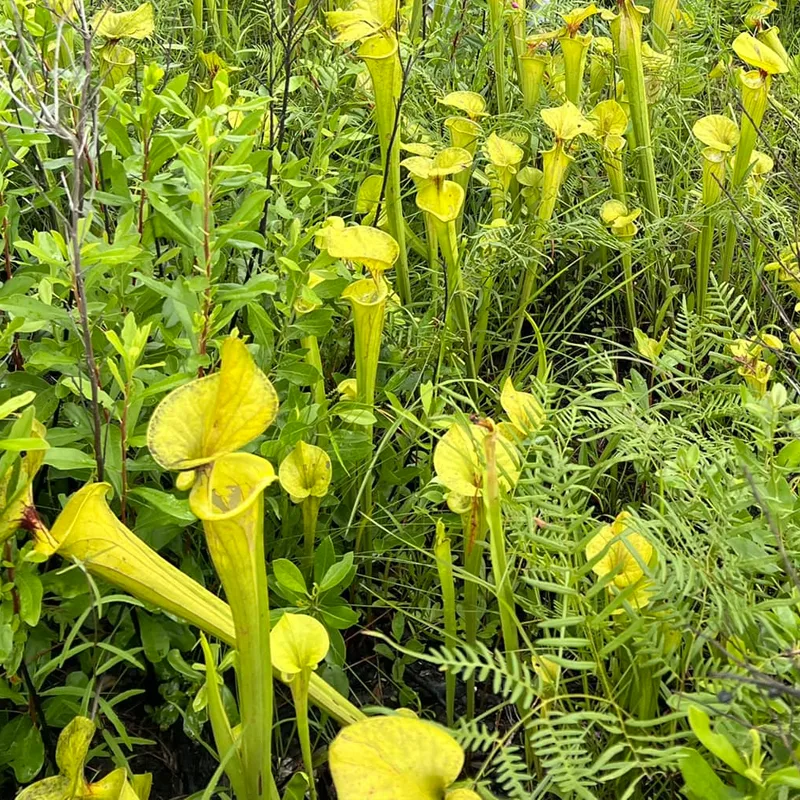 Sarracenia Flava