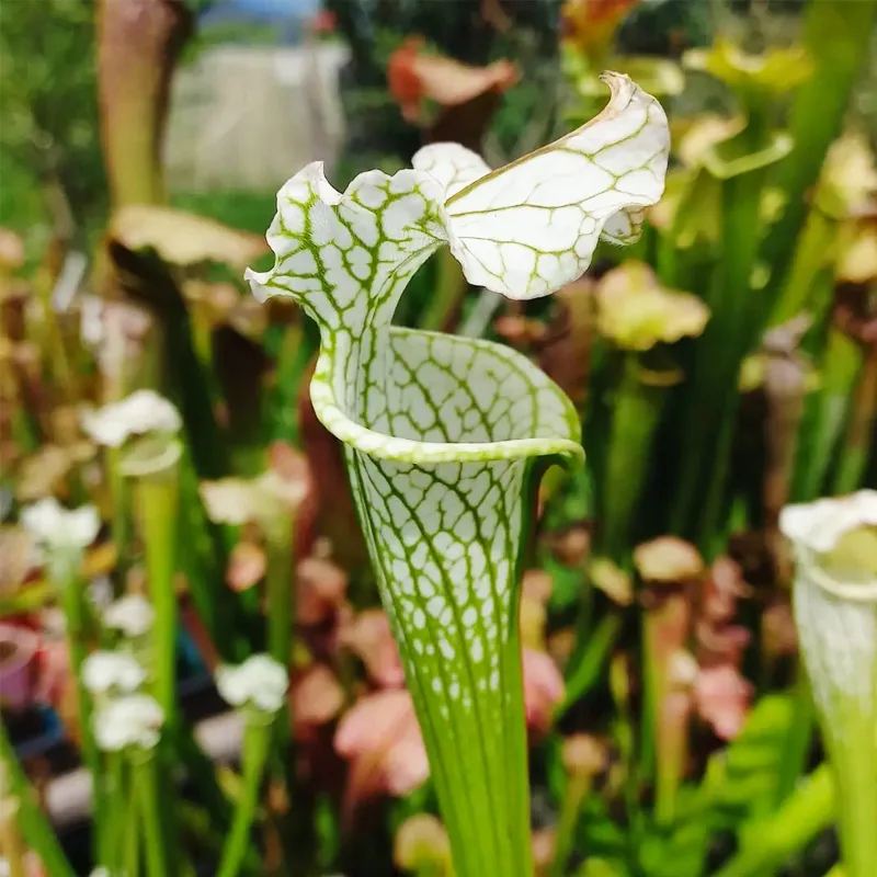 Sarracenia Leucophylla