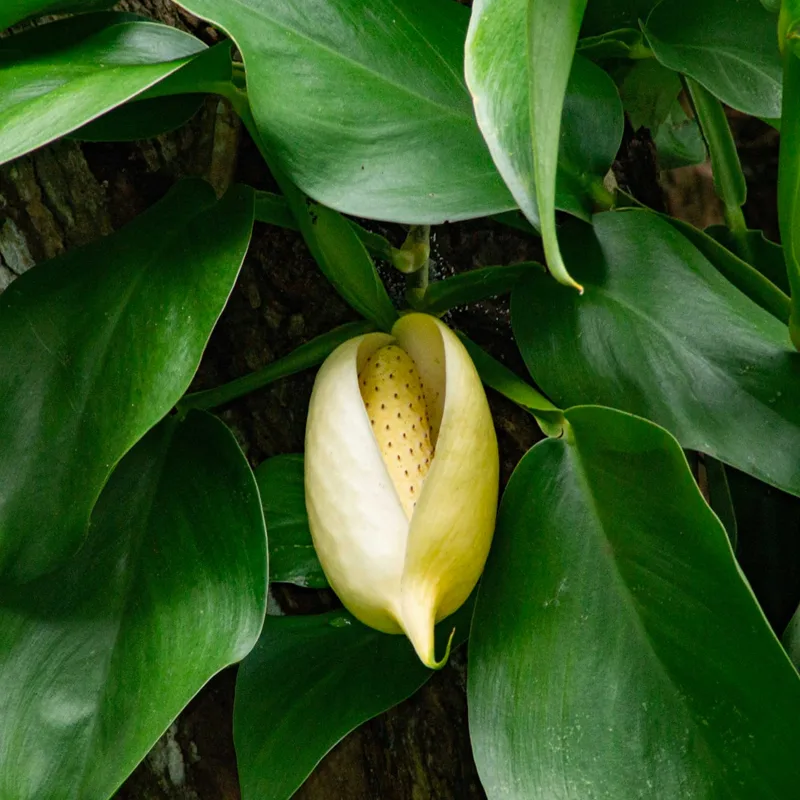 Scindapsus Officinalis