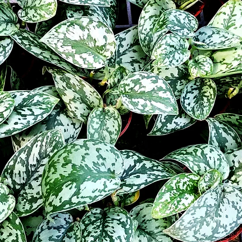 Plant FAQs: Scindapsus Silver Lady