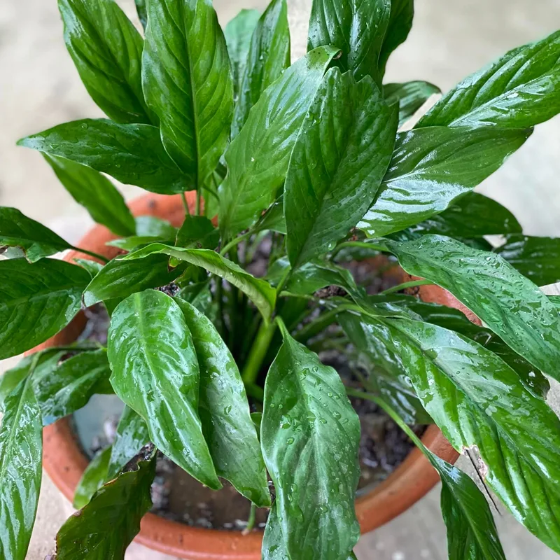 Spathiphyllum Domino