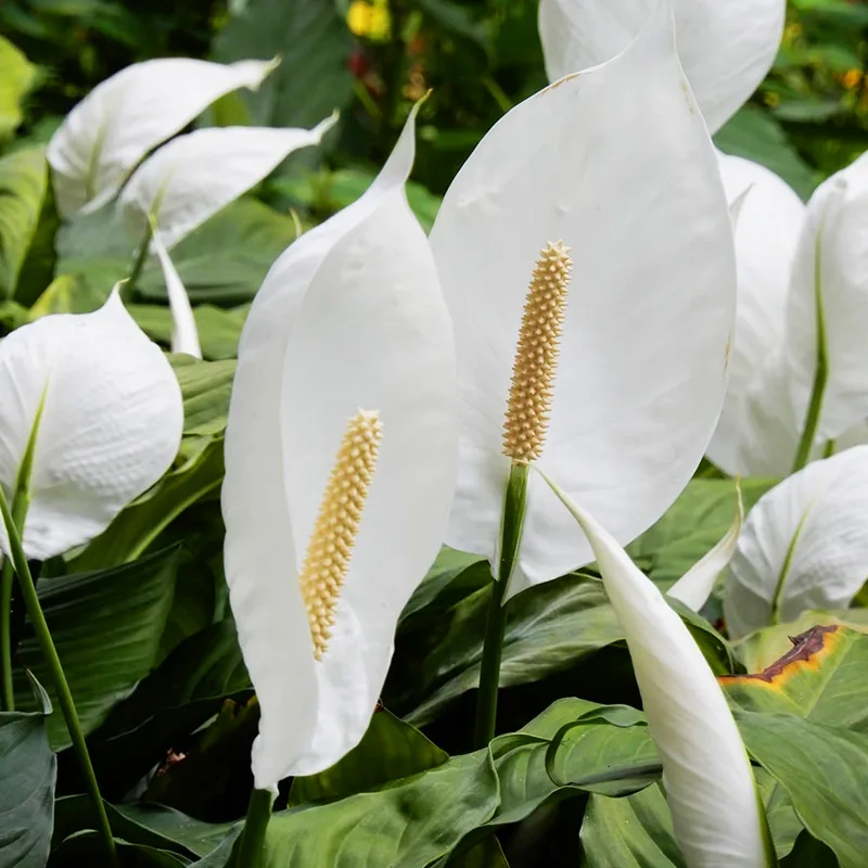 Spathiphyllum Kochii