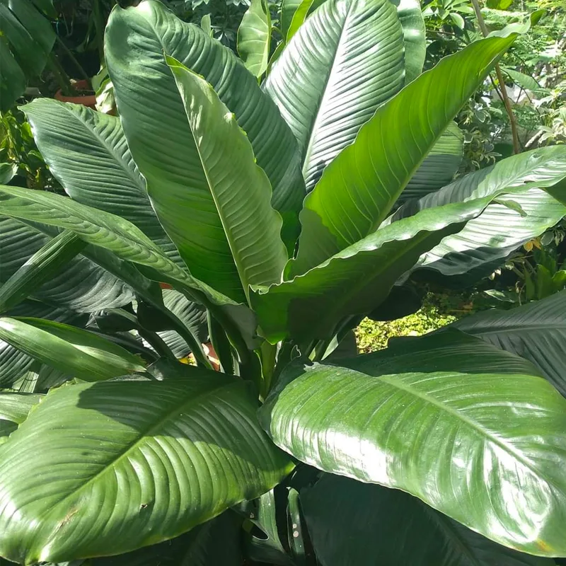 Spathiphyllum Sensation