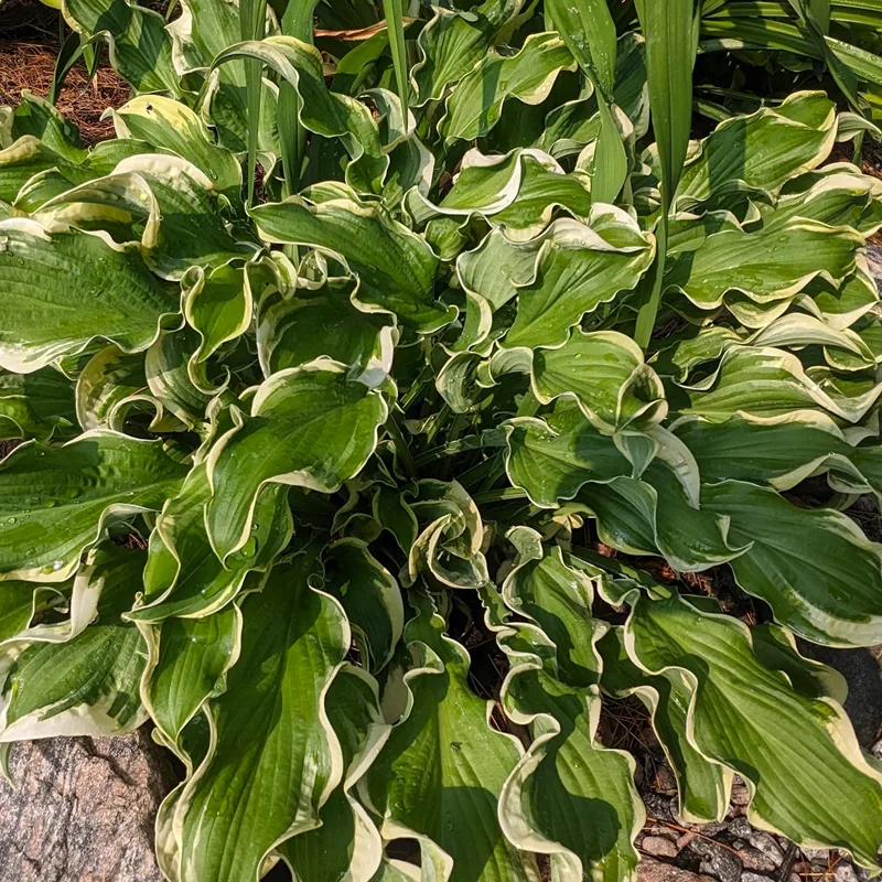 Wheee Hosta