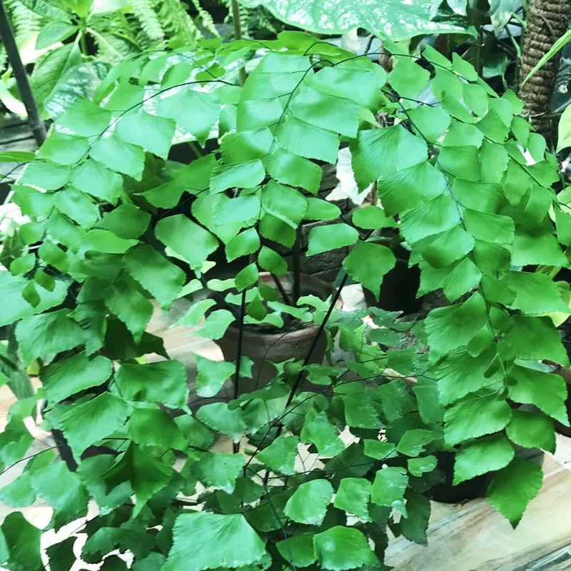 Adiantum Trapeziforme