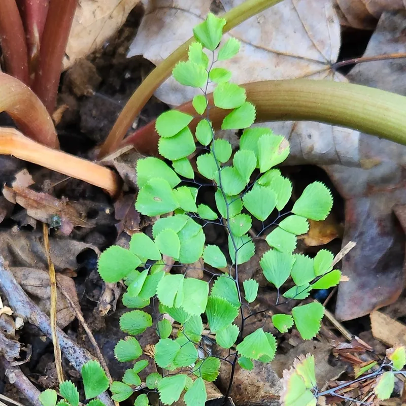 Adiantum Venustum